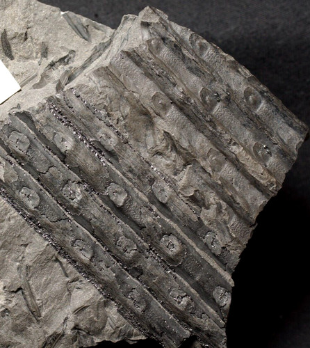 Pianta fossile molto