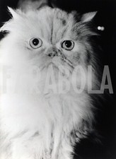 Foto vintage Francia, La gatta