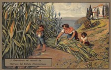 D0001) IL GRANOTURCO DA BEI RACCOLTI SE USI IL SOLFATO D'AMMONIACA 