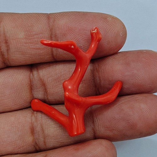 Corallo rosso italiano