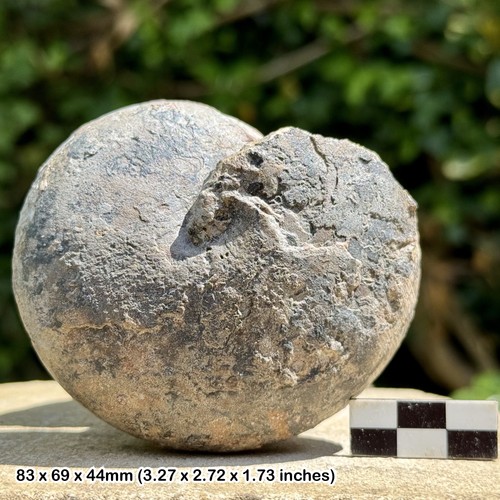 Rare large sporadoceras - large,