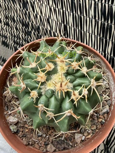 Rara pianta succulenta