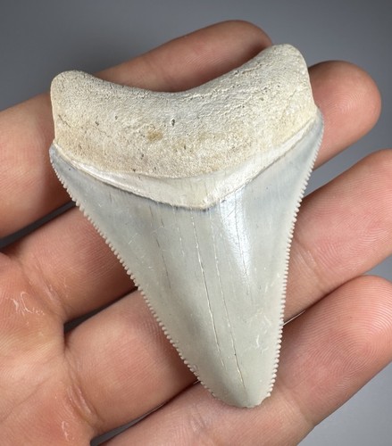Dente squalo megalodonte - di,