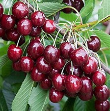 Pianta di ciliegio Durone di