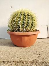 PIANTA DI ECHINOCACTUS GRUSONII cuscino della suocera cactus grasse