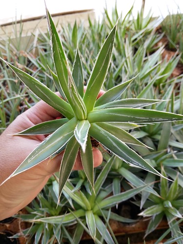 Agave filifera pianta - filifera,