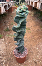 Cereus forbesii spiralis - forbesii,