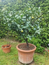 Pianta di limone Zagara