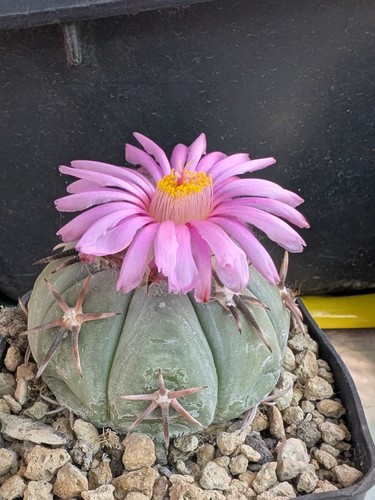 Echinocactus horizonthalonium - echinocactus,