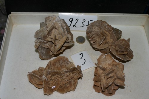 Rosa sabbia del - /,