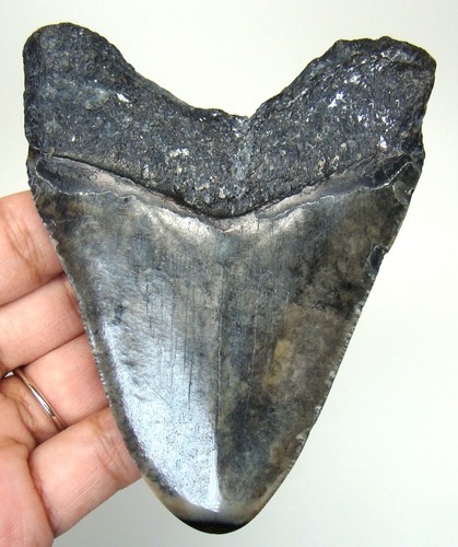 Megalodonte dente squalo - di,