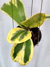 Hoya kerrii spot esterno