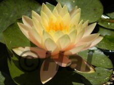 Nymphaea Florida sunset - Ninfea, Pianta acquatica da laghetto/mastello/tinozza.