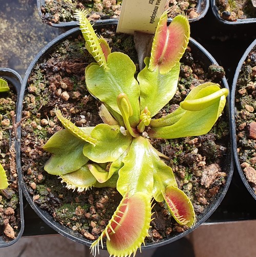 Dionaea muscipula predator - muscipula,