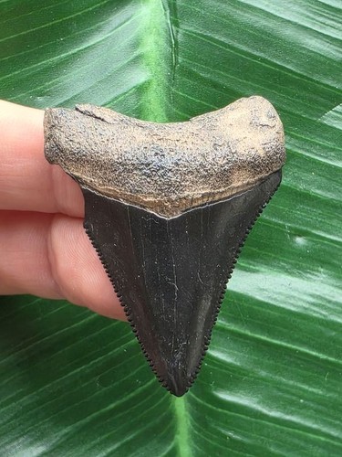 Dente nero del - megalodonte, 4,7