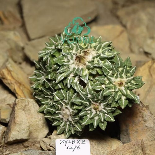 Pianta cactus rara 5 - pianta, di