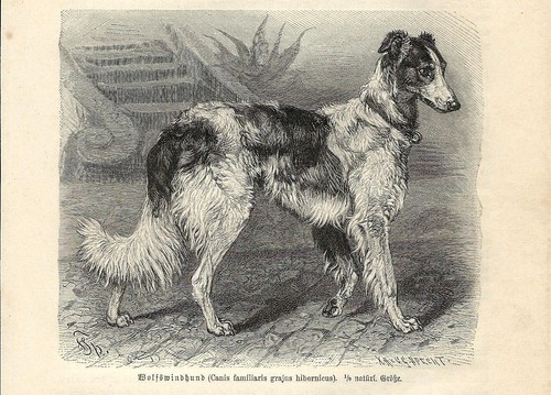Stampa antica cane levriero - cane,