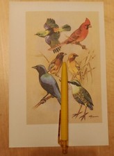 Tangare, Kardinal / Birds -