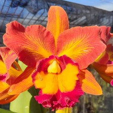 Pianta di Orchidea Cattleya
