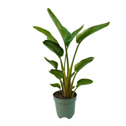 Strelitzia augusta - strelitzia,