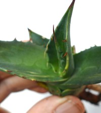 Agave durangensis SLIGHTLY YELLOW VARIEGATED no titanota