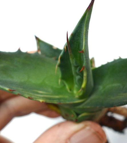 Agave durangensis slightly - durangensis,