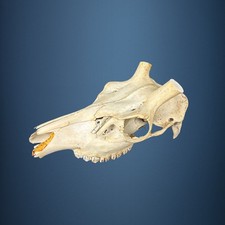 557SKU Teschio di cervo