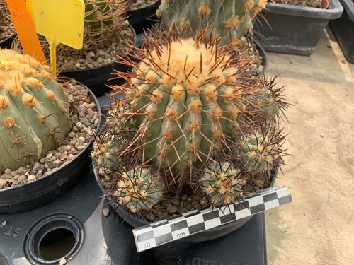 014 copiapoa cinerea - 014,