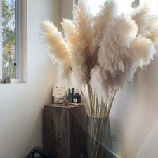 Pampas Secche Graminacee Piume