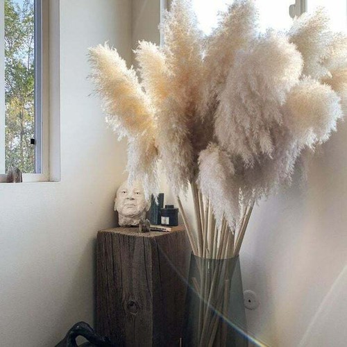 Pampas secche graminacee piume - graminacee,