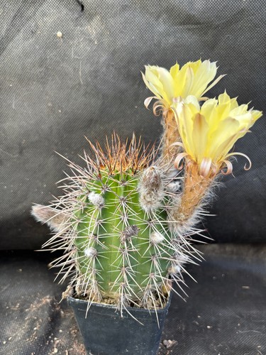 Lobivia aurea fallax - v.,