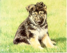 German Shepherd Puppy Limited