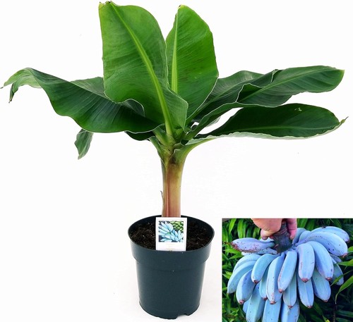 Banano frutto blu blue - banano, blu,
