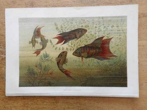 Orig cromolitografia - orig.(1892),