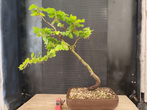 Bonsai faggio h 54 - faggio,