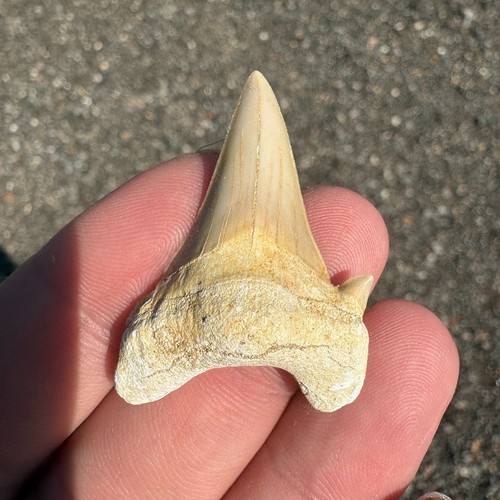 Fossil shark tooth otodus - tooth, 45mm