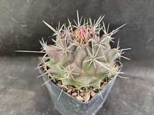 THELOCACTUS RINCONENSIS -