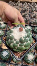 Coryphantha elephantidens