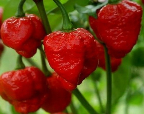Peperoncino trinidad moruga - trinidad,