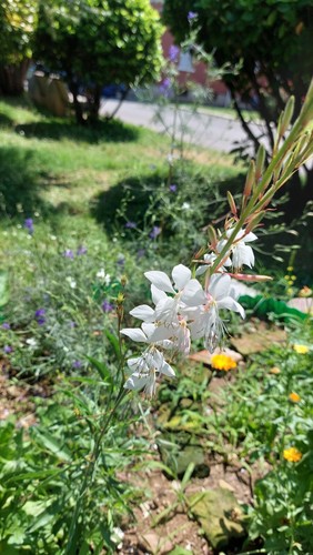Semi gaura lindheimeri - 15,