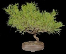 Bonsai di Pino Rosso - Pinus