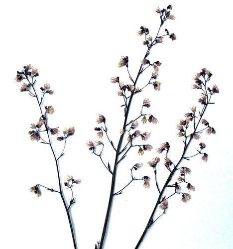Hand pressed organic heuchera - hand-pressed,