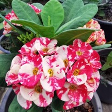 Corona di Spine Thai Hybrid Lai Kanok Christ Plant Euphorbia Milii