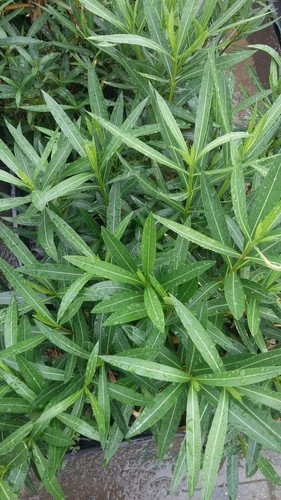 Oleandro piante - 30,