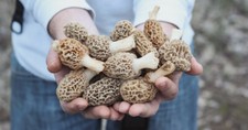 Morel Spore di Funghi in Sacco Segato Giardino Kit Coltivazione Rende 5 Gal SPEDIZIONE GRATUITA