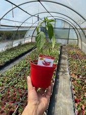 NON DISPONIBILE PIANTA  DI