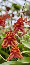Masdevallia Fire Leopard NEW XL pianta orchidee Dracula