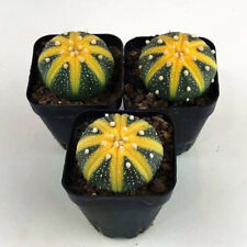 Pianta di cactus succulenta 3