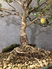 Bonsai ulivo 