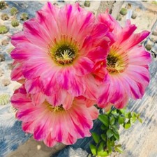 Pianta succulenta di cactus